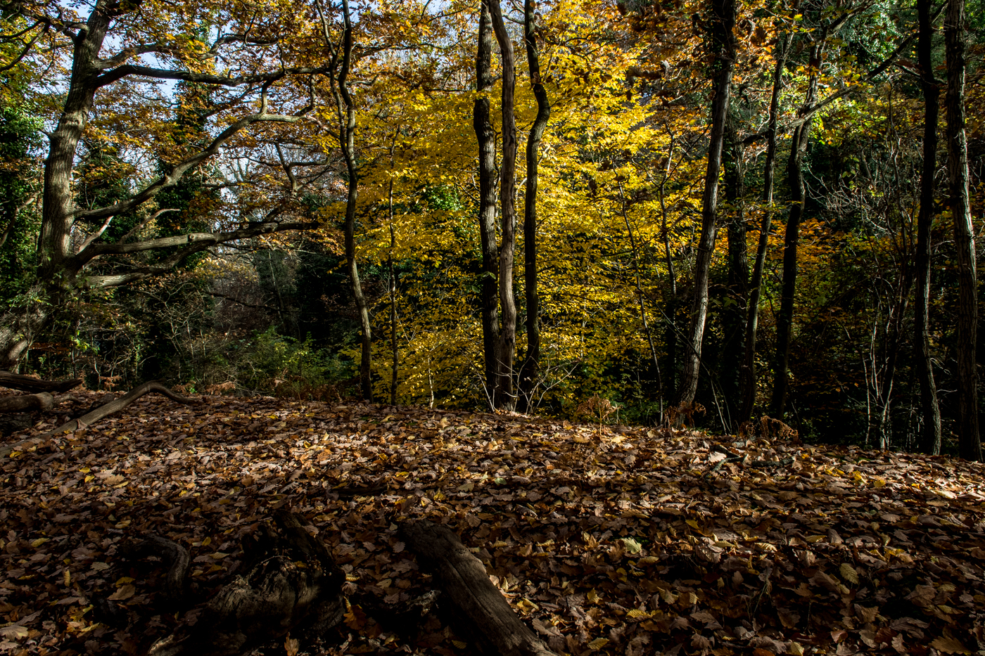 Sydenham-Hill-Wood-Nature-Reserve-Southwark-DSP1258