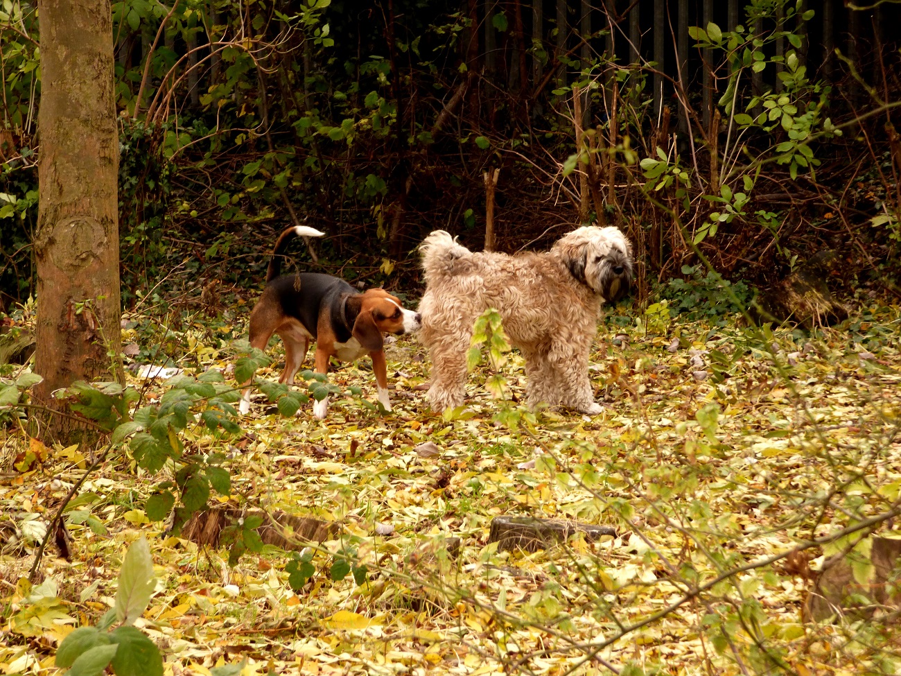 20161124_Tower-Hamlets_Haverfield-Road-Woodland-Walk_Checking-Out-A-Friend