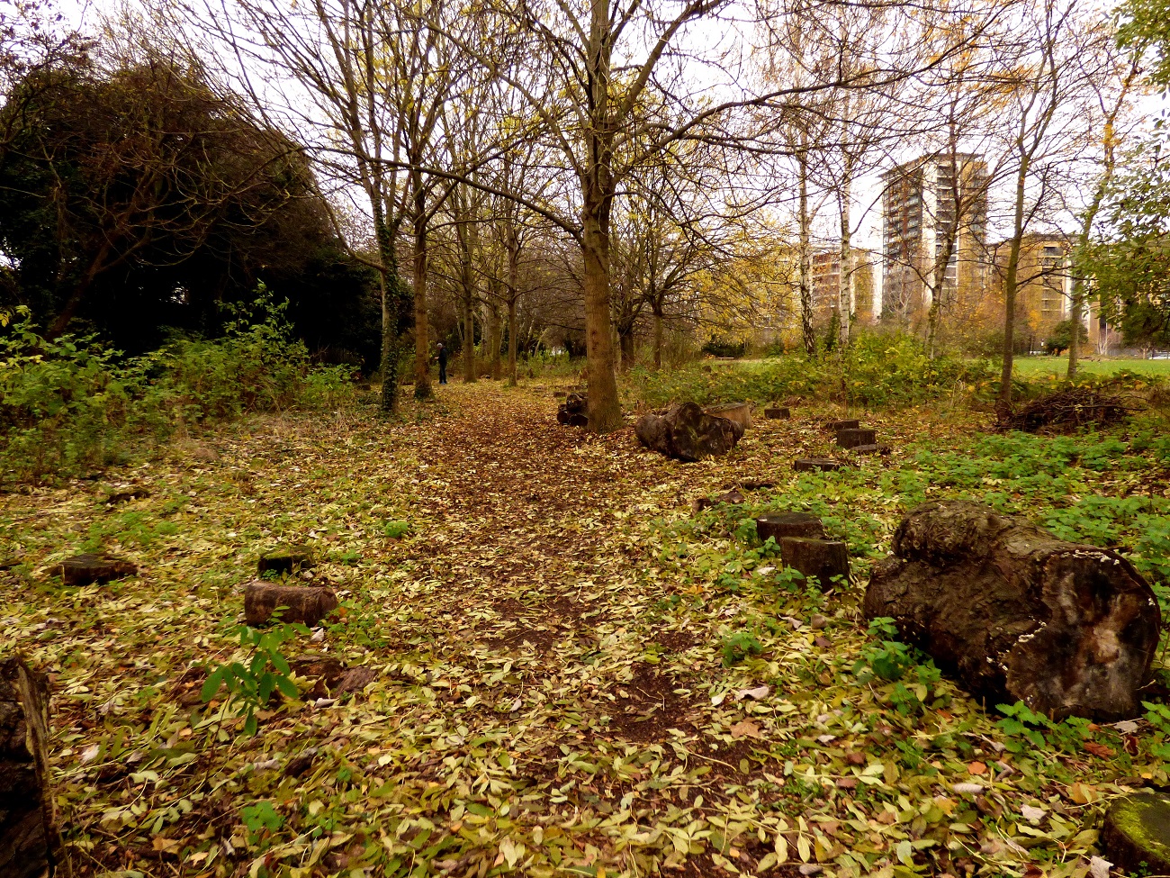 20161124_Tower-Hamlets_Haverfield-Road-Woodland-Walk_Haverfield-Road-Woodland-Walk