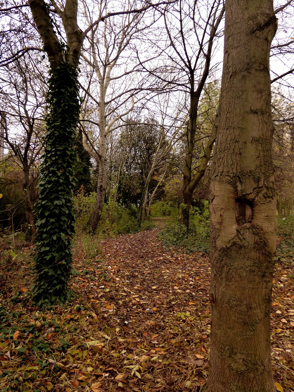 20161124_Tower-Hamlets_Haverfield-Road-Woodland-Walk_Woodland-Walk-Trees