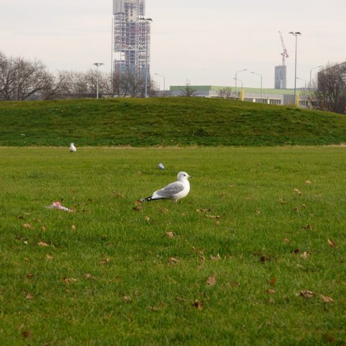 20161207_Hackney_Mabley-Green_Gulls-on-the-Green