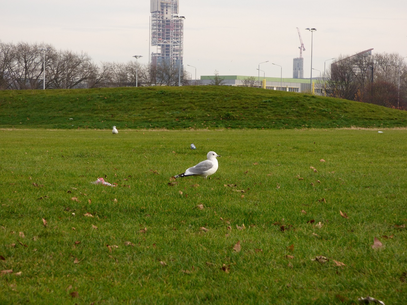 20161207_Hackney_Mabley-Green_Gulls-on-the-Green