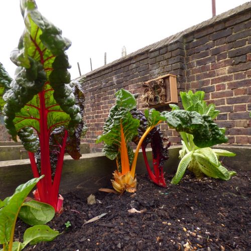 20161207_Hackney_West-Mead-Community-Garden_colourful-veg