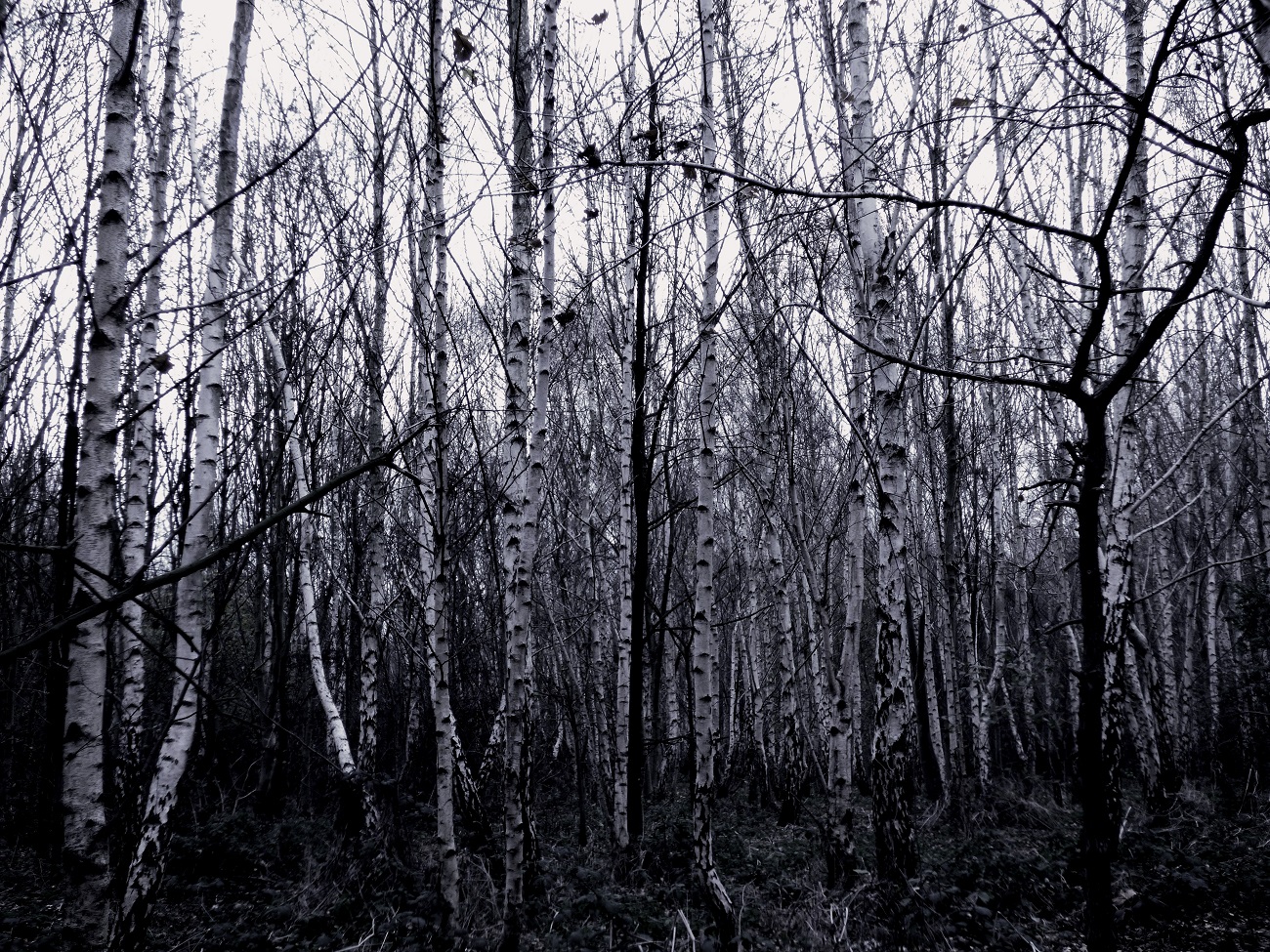 20161207_Hackney_Wick-Woodland_Blair-Witch-Project