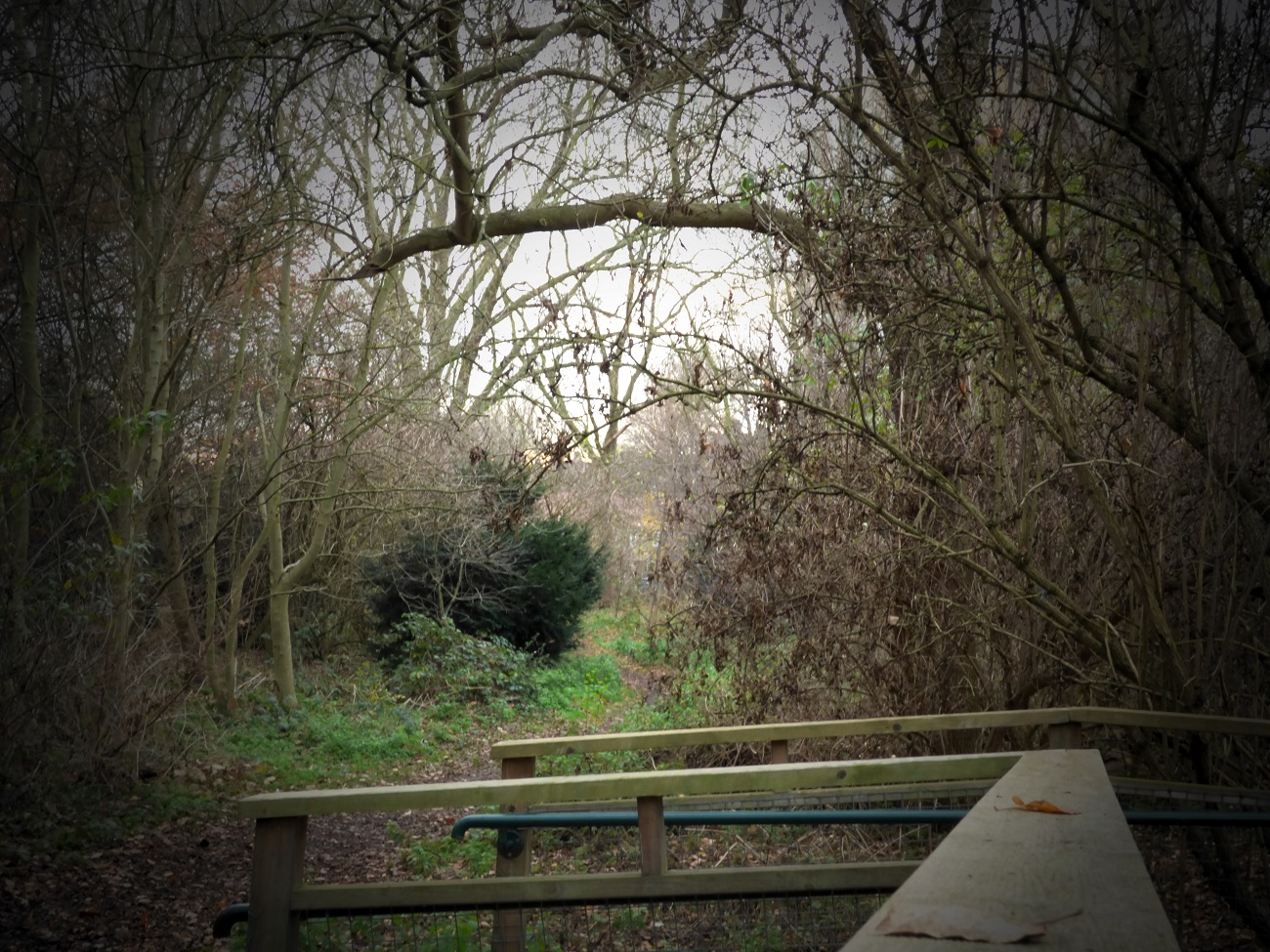 20161207_Hackney_Wick-Woodland_Slope-leading-to-woodlands