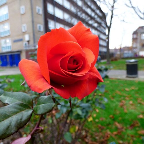 20161208_Tower-Hamlets_Guerin-Square_Guerin-Square