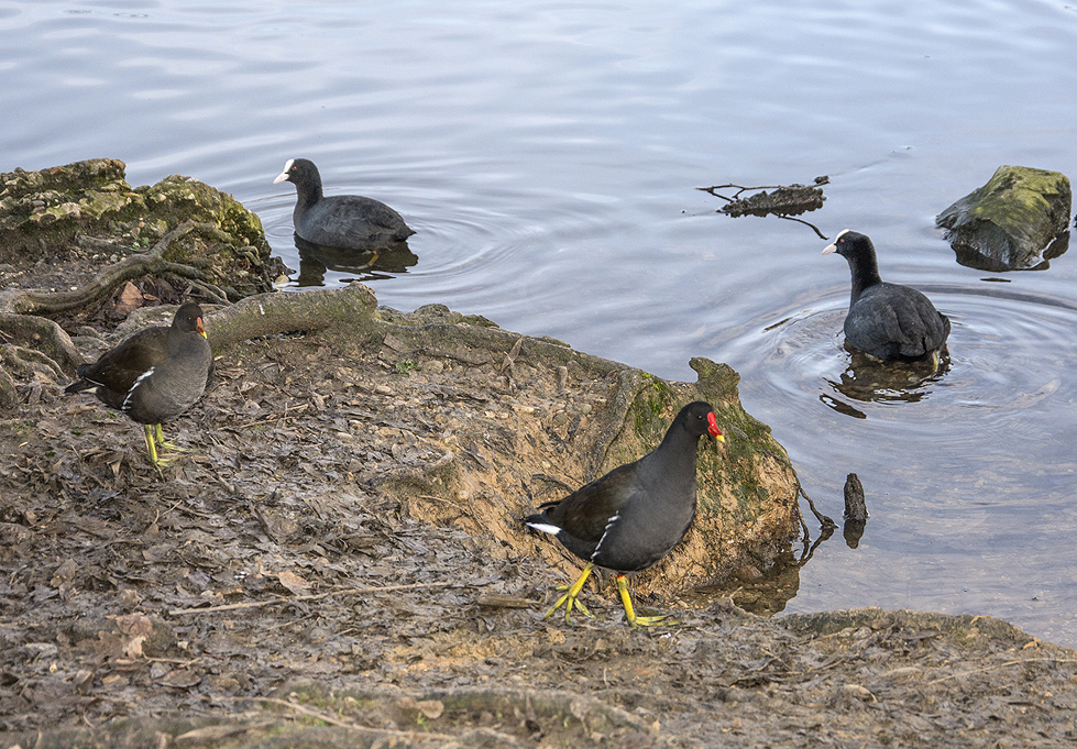 20161214_Enfield_-Groveland-Park-_Wild-life-by-the-lake