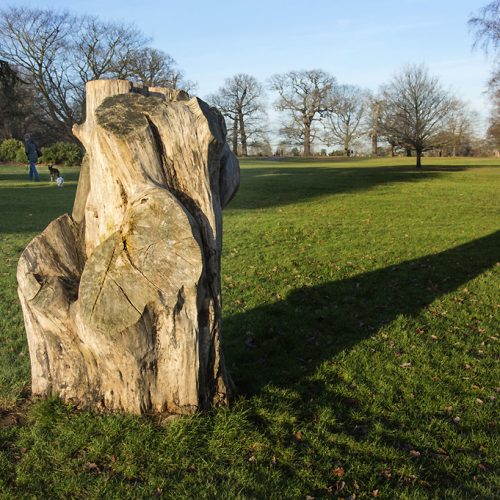 20161214_Enfield_Groveland-Park_Tree-stump