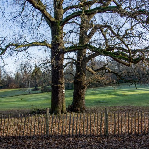 201661214_Enfield_-Groveland-Park-_Bare-oak-trees