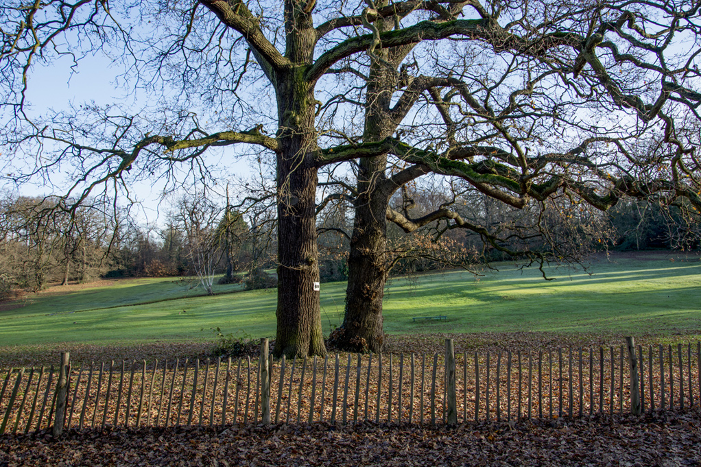 201661214_Enfield_-Groveland-Park-_Bare-oak-trees