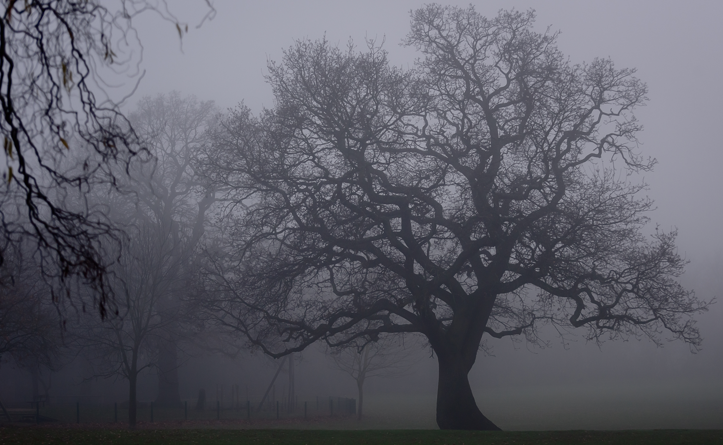 Foggy-Tree-03