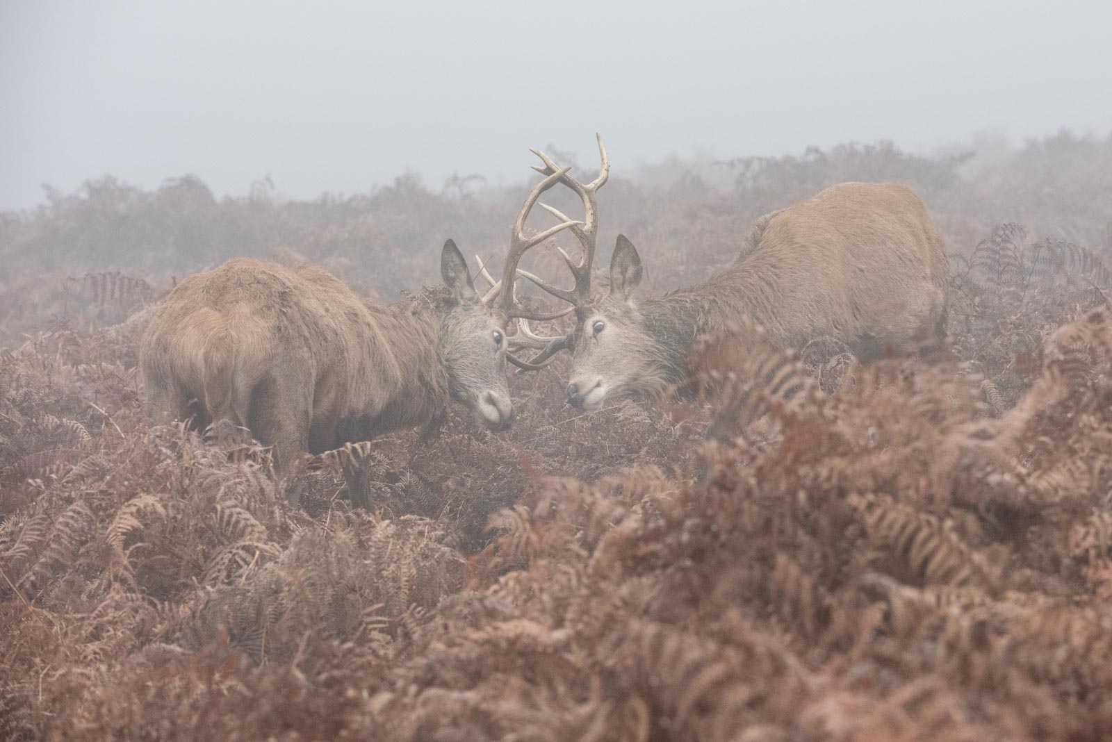 161230_Richmond_RichmondParkDeer