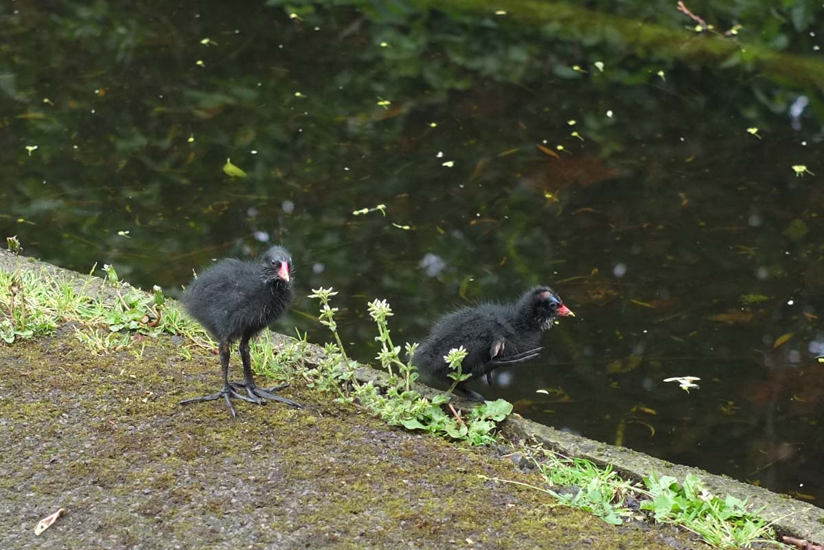 20160511_Islington_New-River_moorchicks