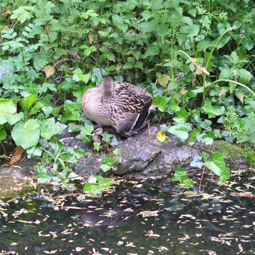 20160511_Islington_New-River_mother-duck