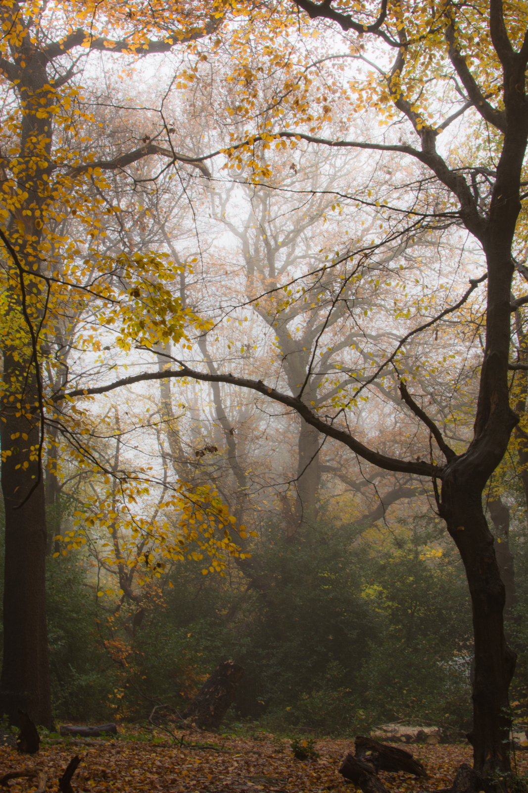 20161124_haringey_queenswood_autumnmist-4