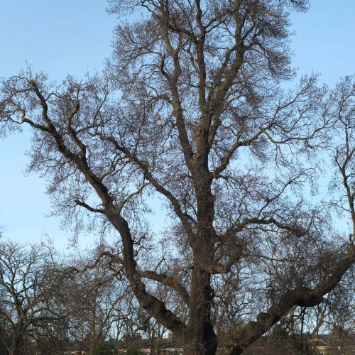 20161226_Hackney_Victoria-Park_king-of-trees