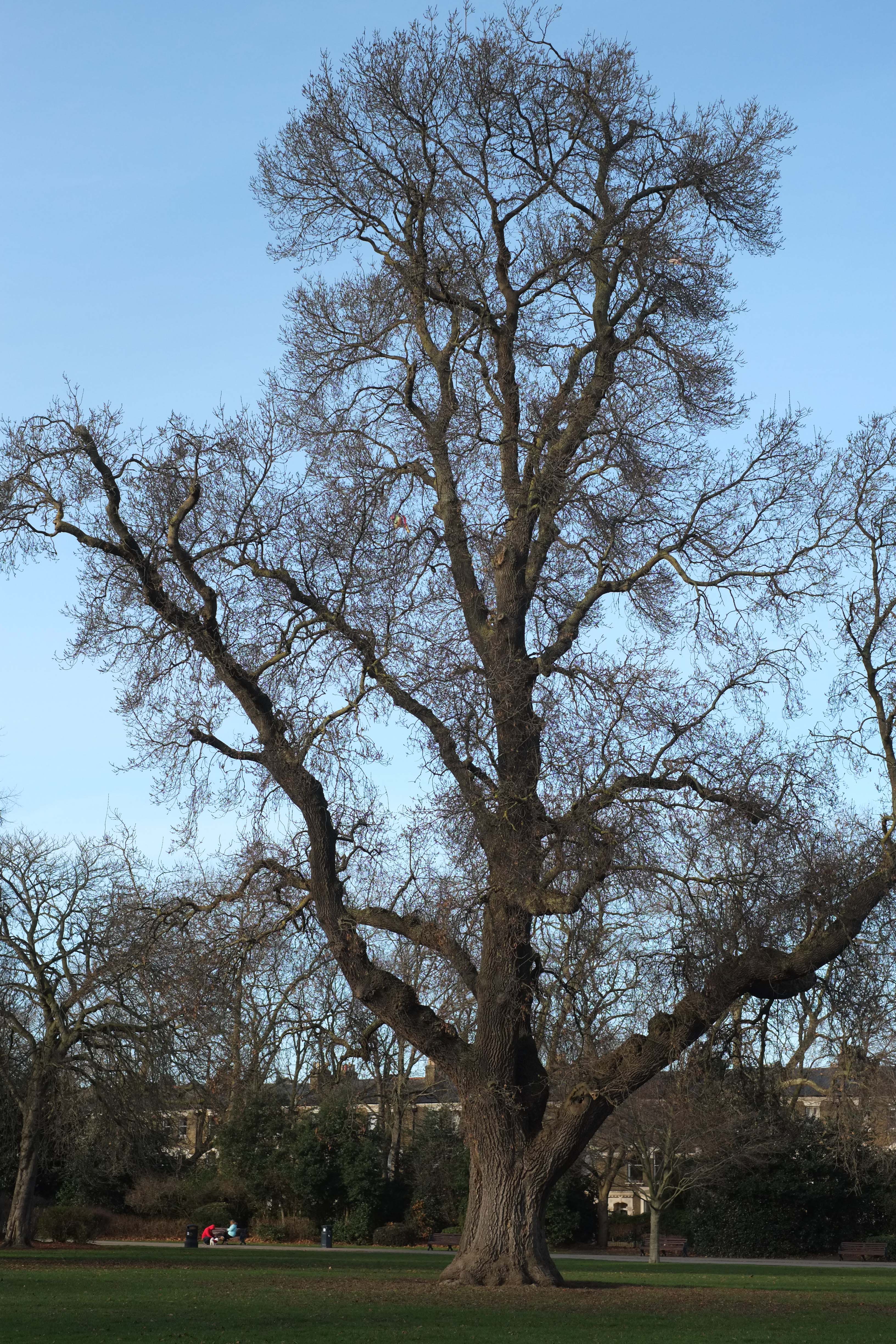 20161226_Hackney_Victoria-Park_king-of-trees