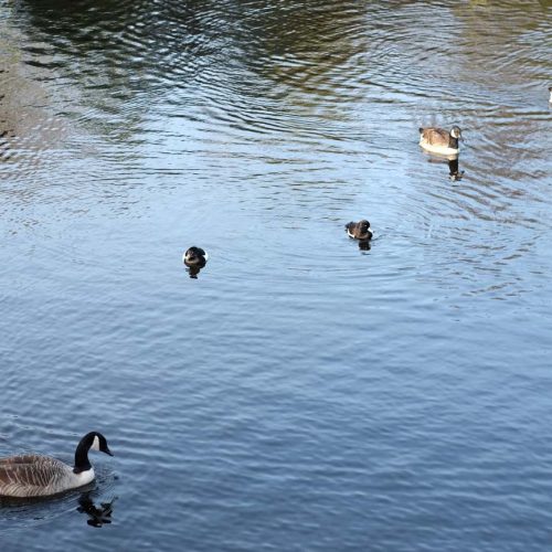 20161226_Hackney_Victoria-Park_outnumbered