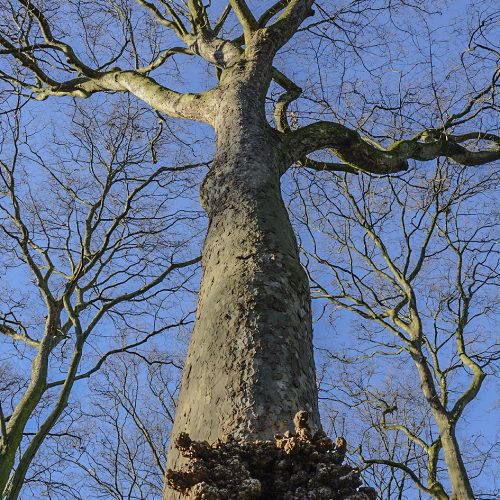 20161228_Camden_Old-St-Pancras-Churchyard_Bare-tree