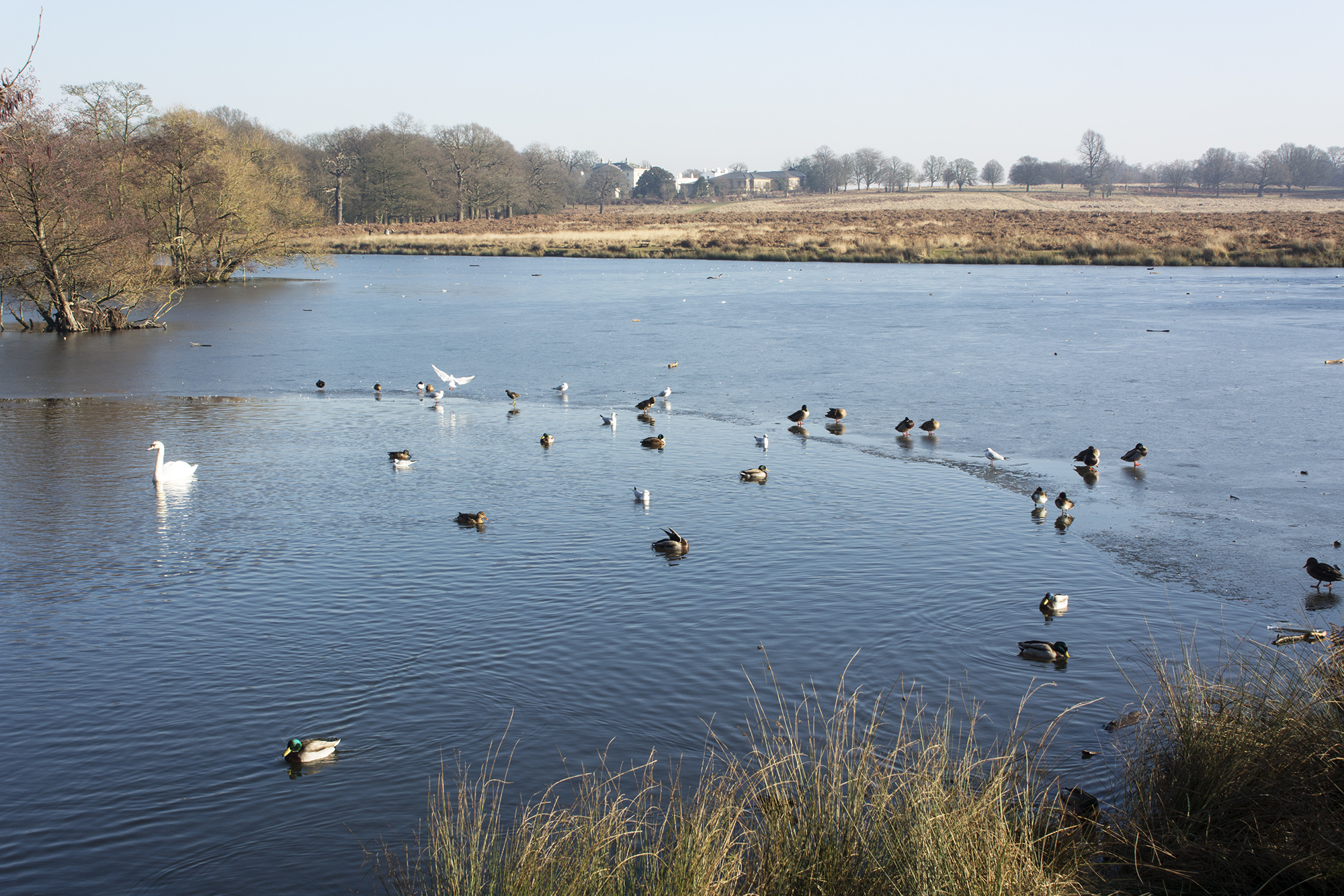 2017-01-24-Richmond-Park_Fauna_Landscape-View-across-the-Lake