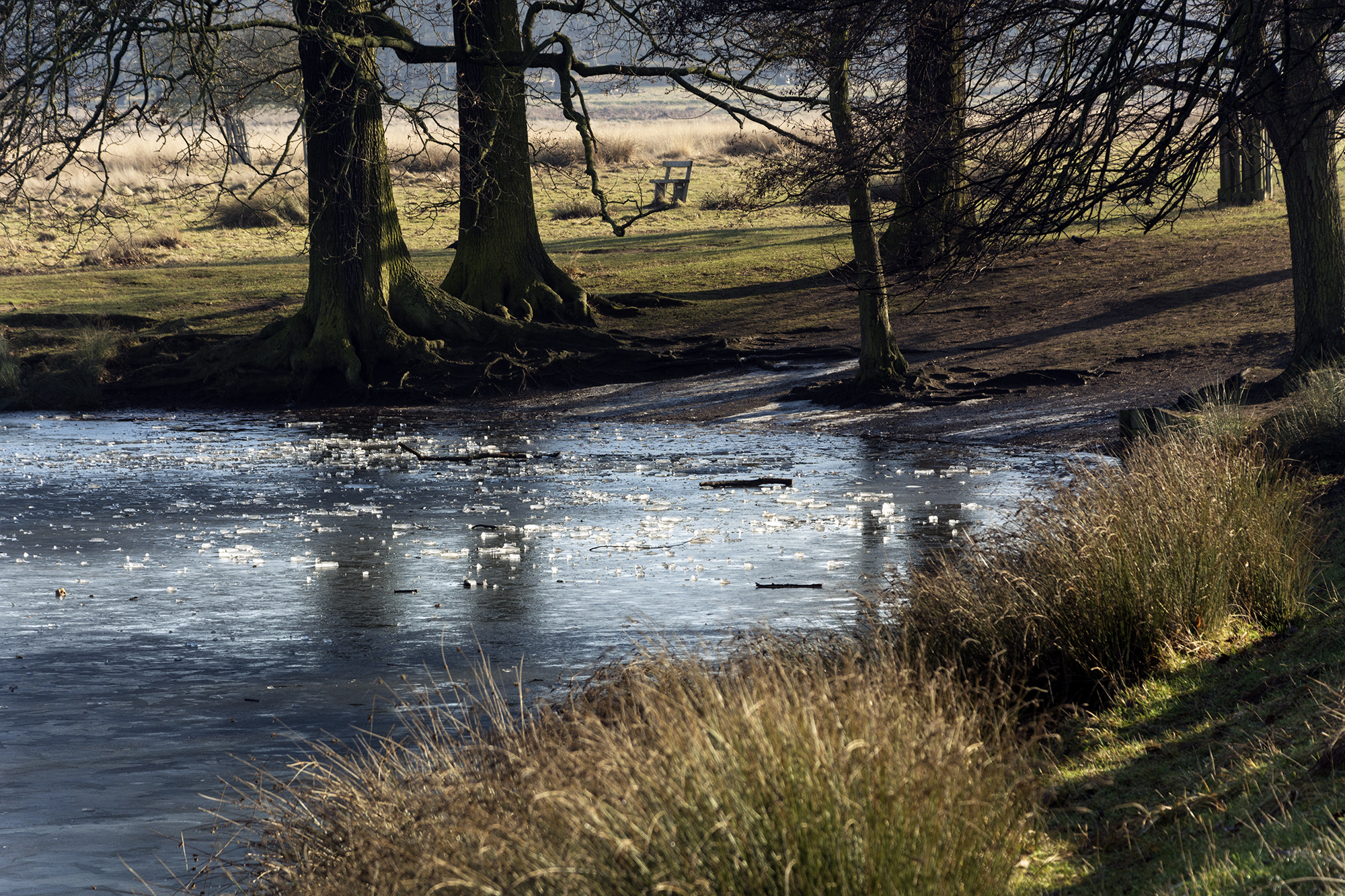 2017-01-24-Richmond-Park_Flora_Landscape-Frozen-Lake