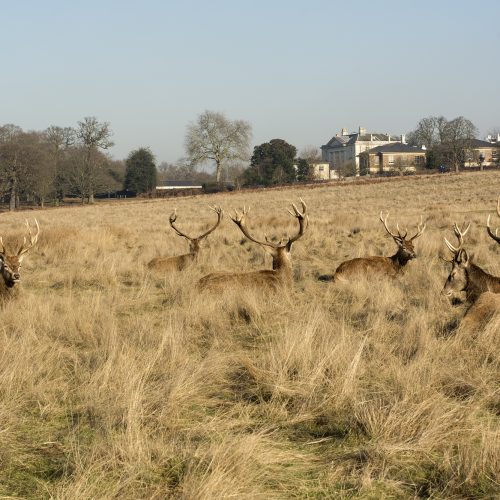 2017-01-24-Richmond-Park_Stags-on-the-Skylark-Meadow-with-Ballet-School-in-the-Background