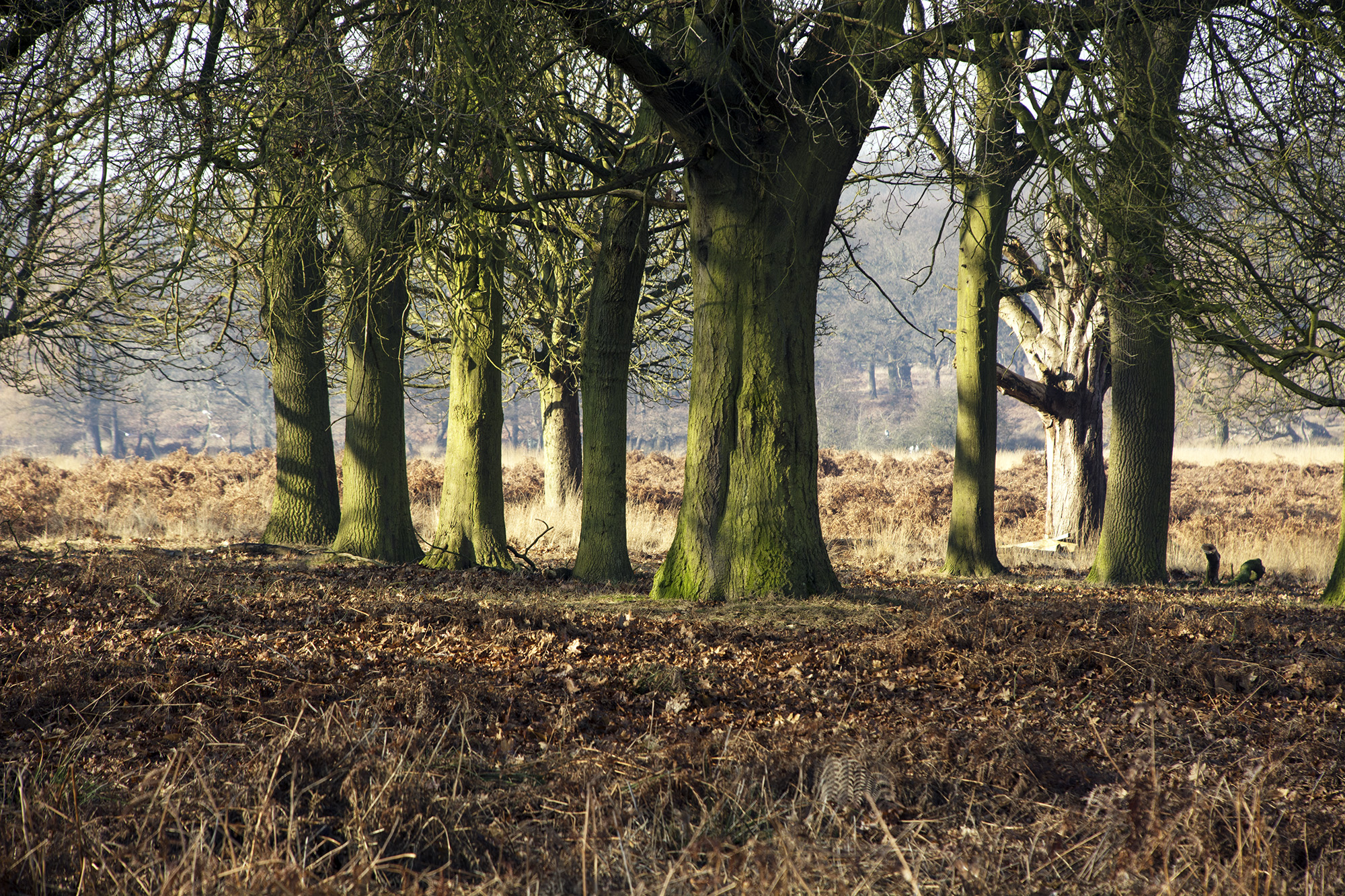 2017-01-24-Richmond_Park_Flora_Landscape