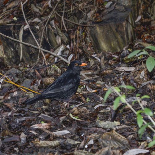 20170103_Camden_Camley-Street-Nature-Reserve_Blackbird-looking-for-a-snack