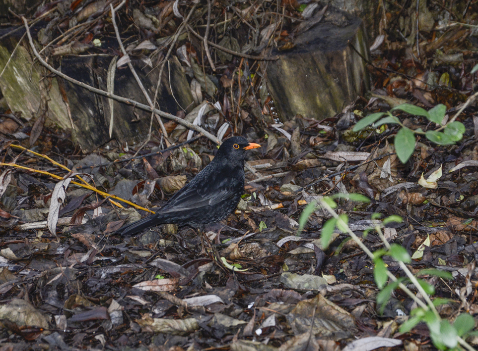 20170103_Camden_Camley-Street-Nature-Reserve_Blackbird-looking-for-a-snack
