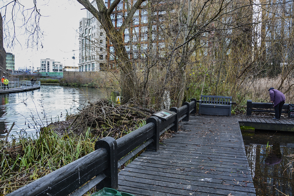 20170103_Camden_Camley-Street-Nature-Reserve_View-of-Regents-Canal-from-Nature-Reserve