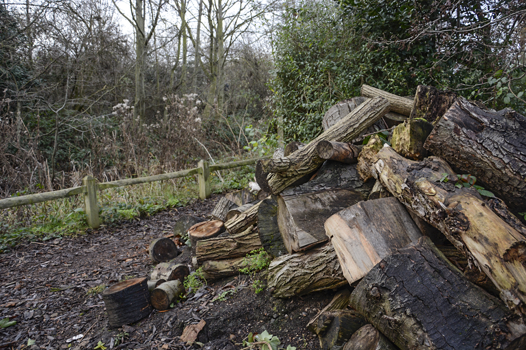 20170103_Camden_Camley-Street-Nature-Reserve_Woody-habitat