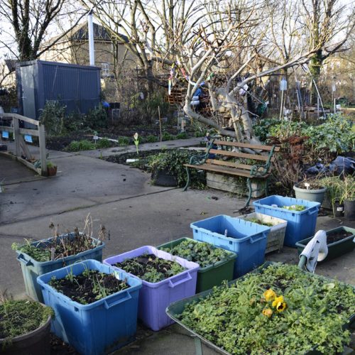 20170106_Southwark_-Surrey-Canal-Allotments_Waiting-for-spring