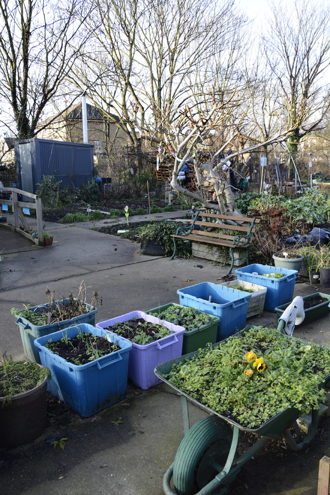 20170106_Southwark_-Surrey-Canal-Allotments_Waiting-for-spring