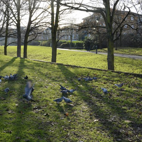 20170106_Southwark_-Surrey-Canal-Path_Pigeons-gorging-on-bread