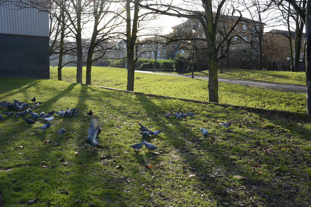 20170106_Southwark_-Surrey-Canal-Path_Pigeons-gorging-on-bread