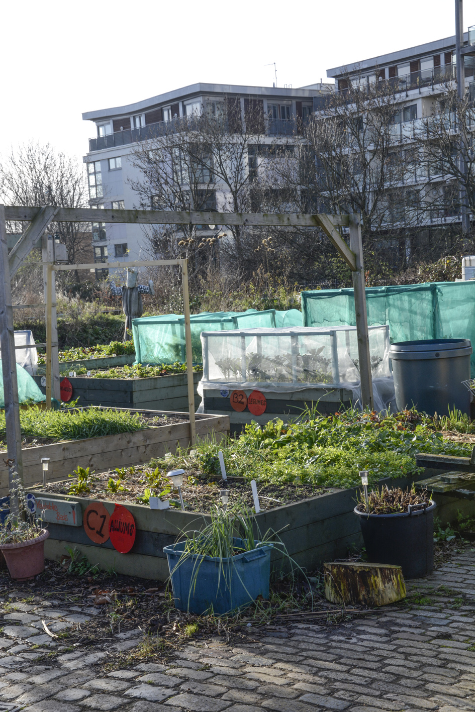 20170106_Southwark_Glengal-Wharf-Garden-_Waiting-for-spring