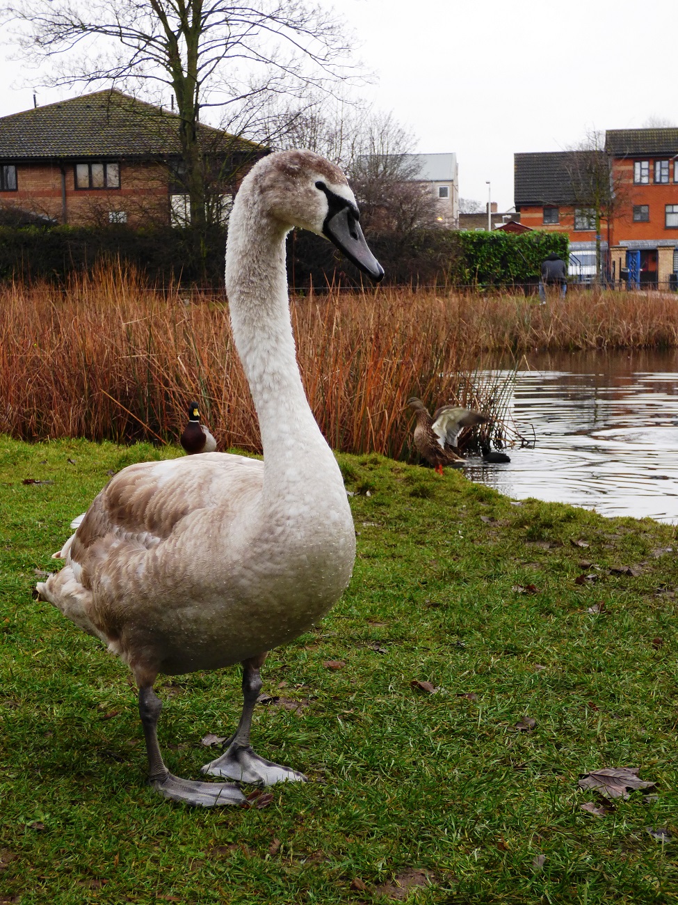 20170107_Newham_Forest-Lane-Park_Graceful-Adolescent