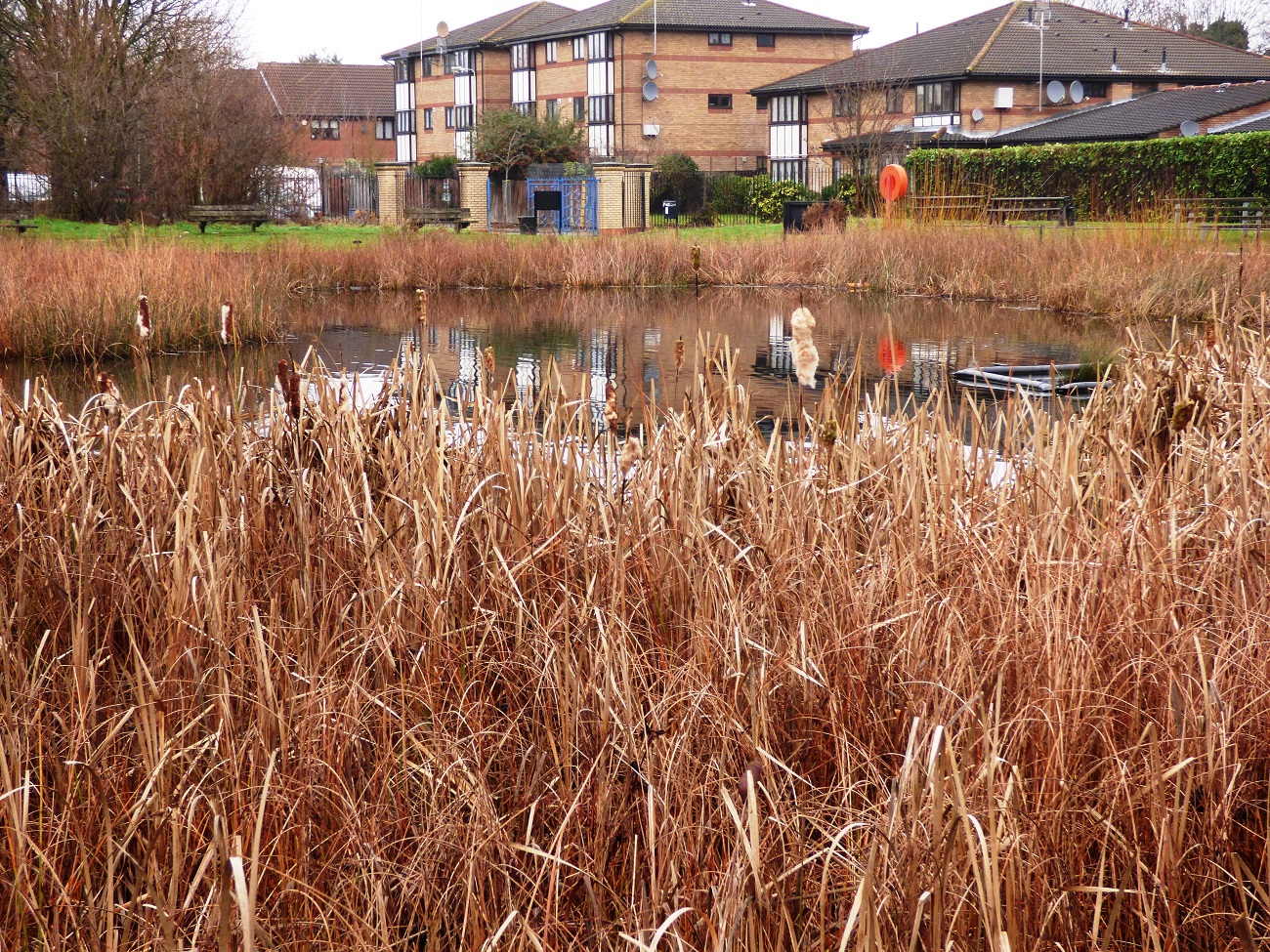 20170107_Newham_Forest-Lane-Park_Lake-at-Forest-Lane-Park