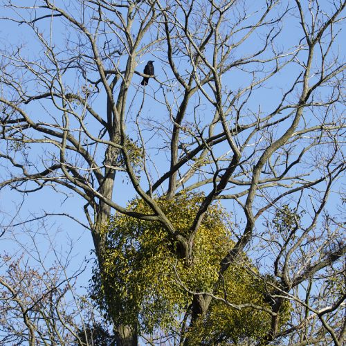 20170118_Croydon_Orchard-Avenue_Mistletoe-and-crow