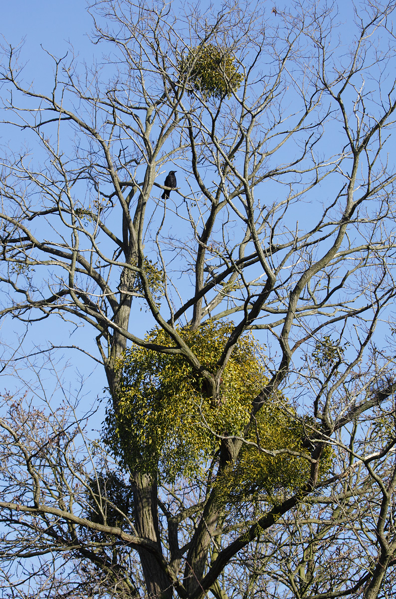 20170118_Croydon_Orchard-Avenue_Mistletoe-and-crow