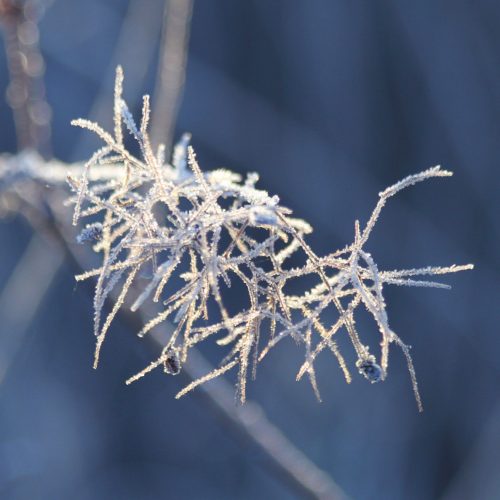 Frosty-twigs