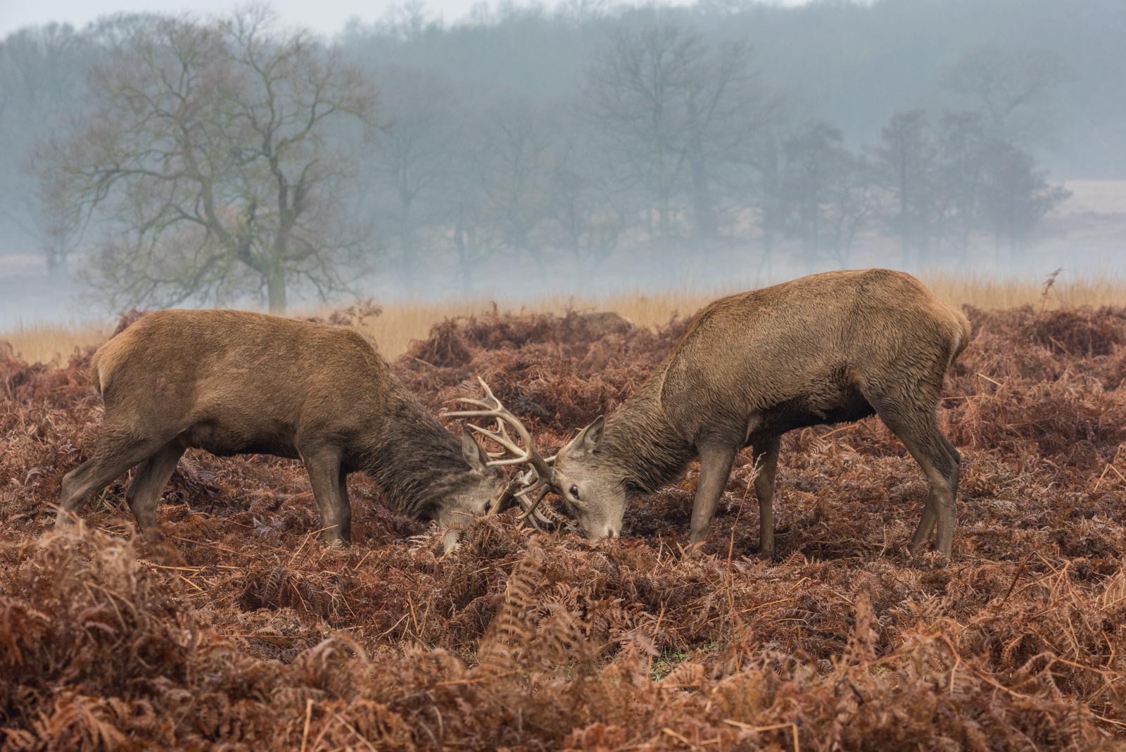 Richmond_Richmond-Park_-59