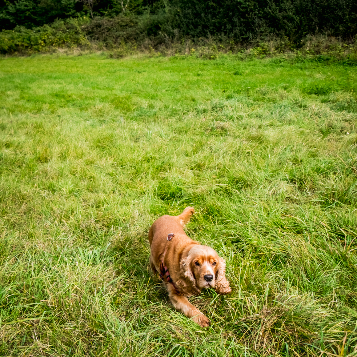 20161012_Hillingdon_Celandine-Route_Dog-in-the-grass