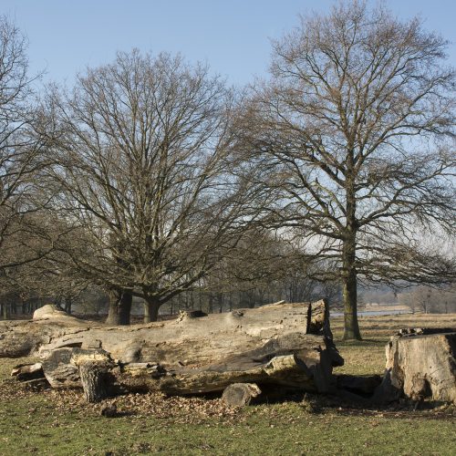 2017-01-24-Richmond-Park_Flora_Landscape-Broken-Tree