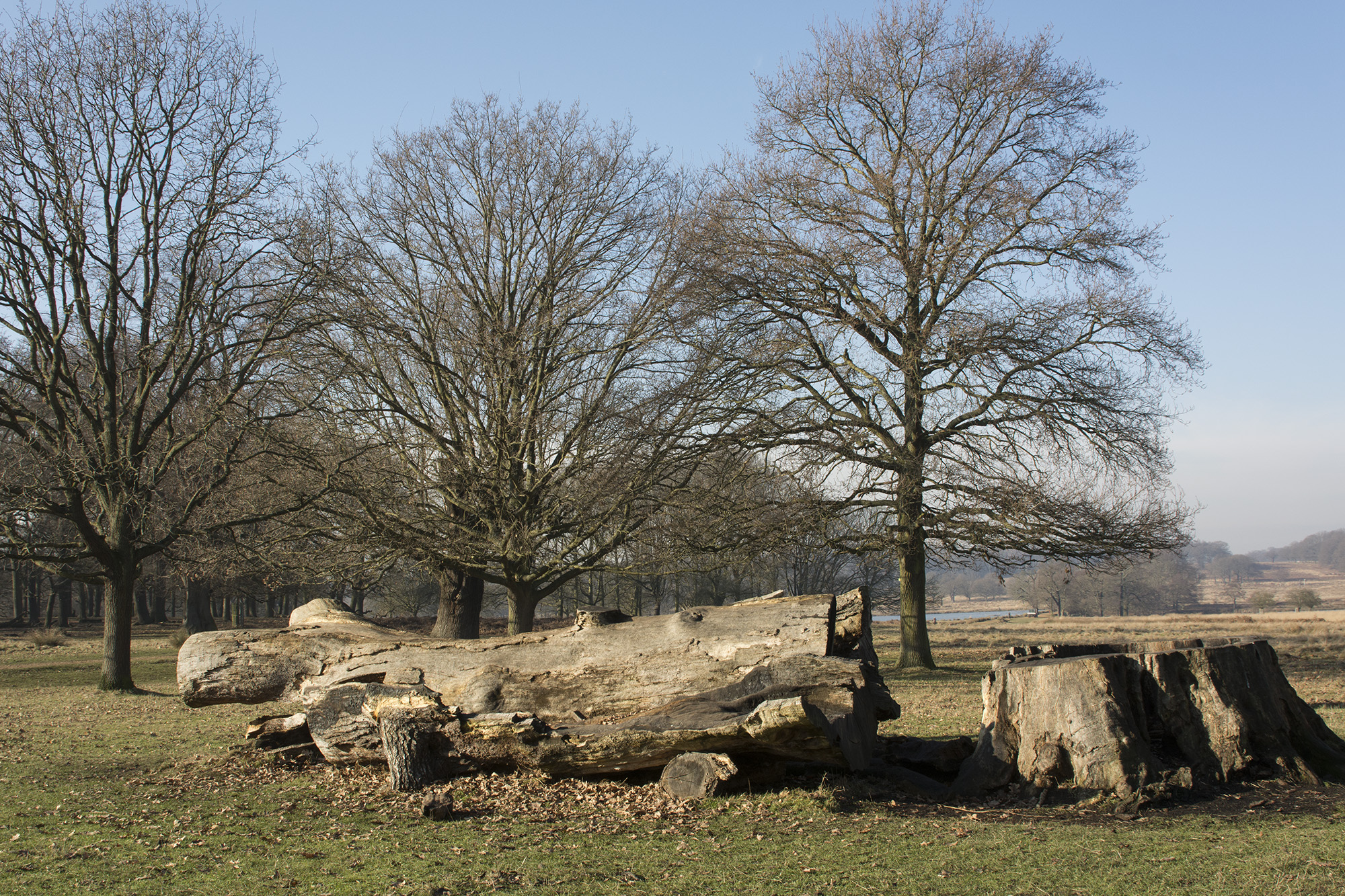 2017-01-24-Richmond-Park_Flora_Landscape-Broken-Tree