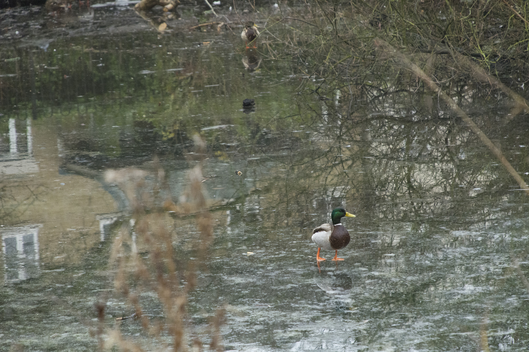 2017-01-25-Lambeth_Brockwell-Park_Fauna_Winter-Ducks-on-Ice1