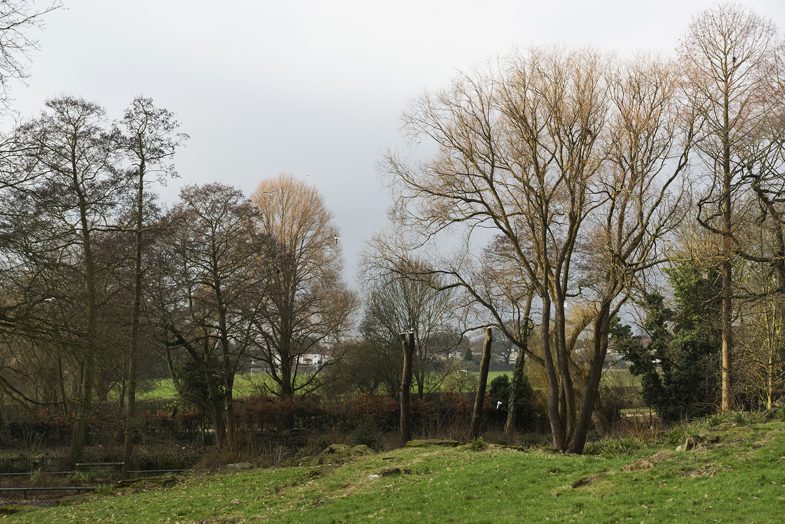 2017-02-15-Danson-Park_Winter_Flora_Landscape-Winter-Treescape