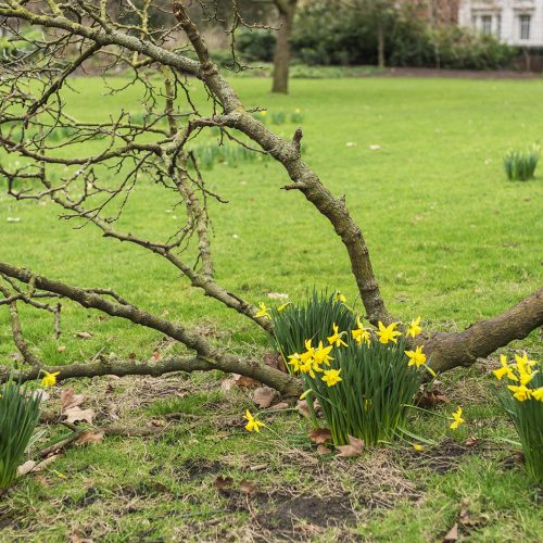 2017-02-22-Westminster_St-James-Park_Winter_Royal-Parks_Landscape-Spring-is-in-the-Air