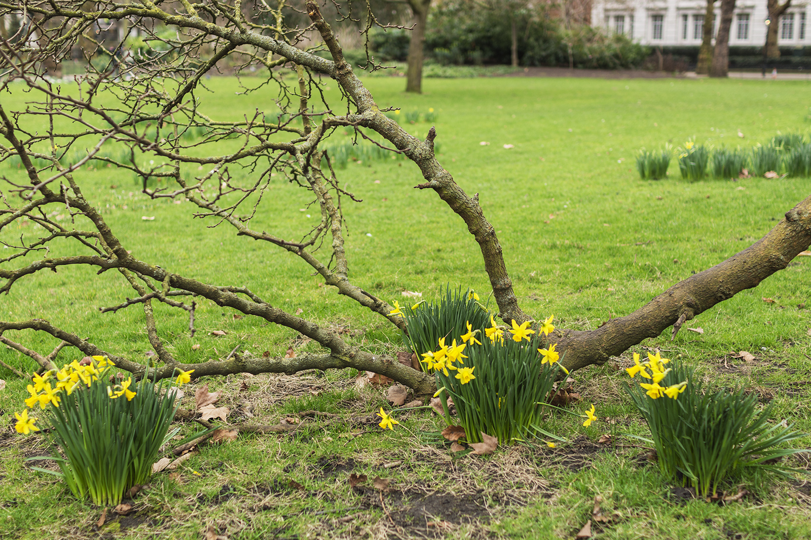 2017-02-22-Westminster_St-James-Park_Winter_Royal-Parks_Landscape-Spring-is-in-the-Air