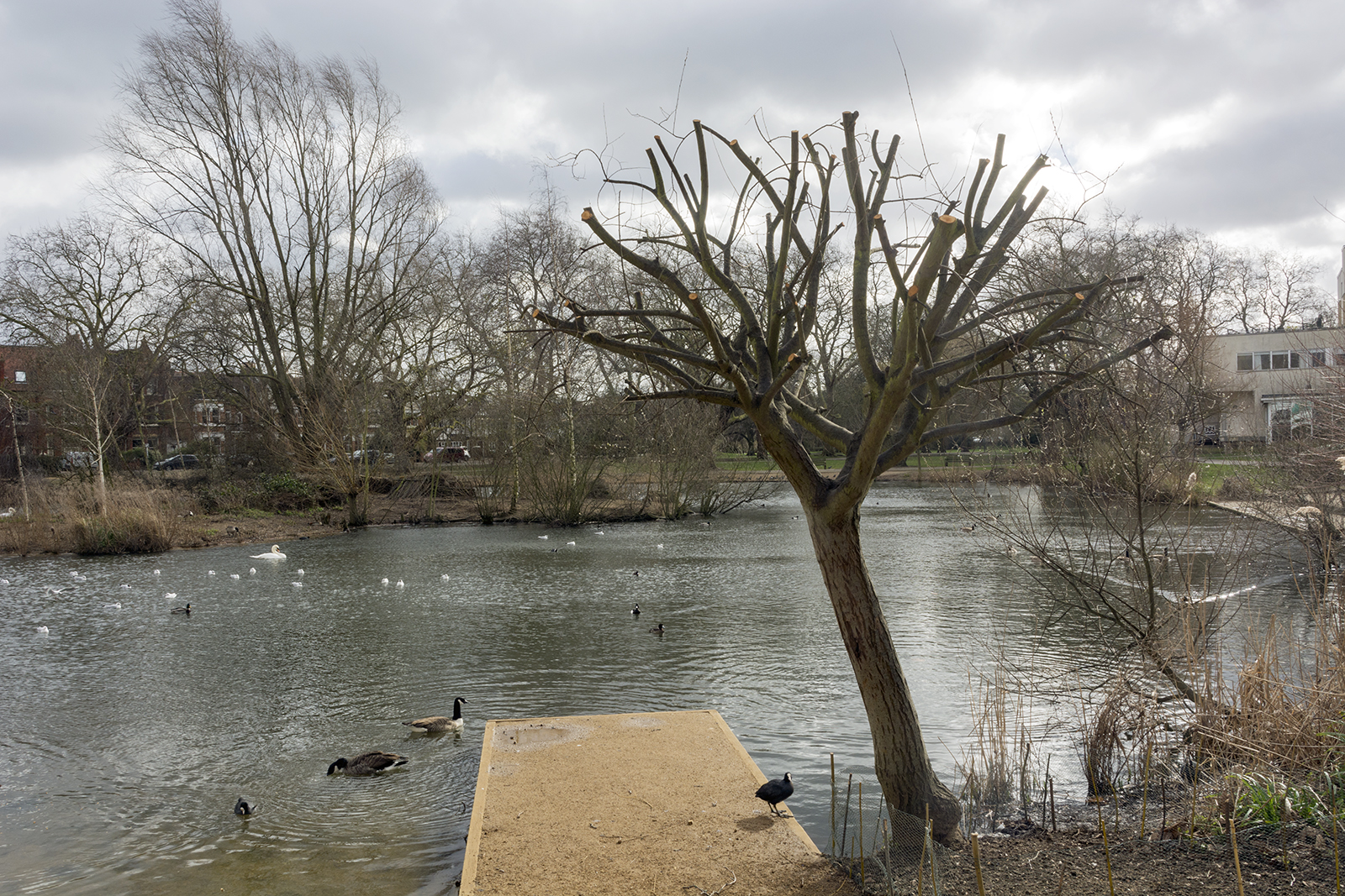 2017-02-23-Richmond_Barnes_Green_Landscape_Winter-Barnes-Ponds-Pollarded-Tree